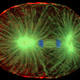 Illustration for article titled Researchers Discover Proteins That Help One Cell Become Two
